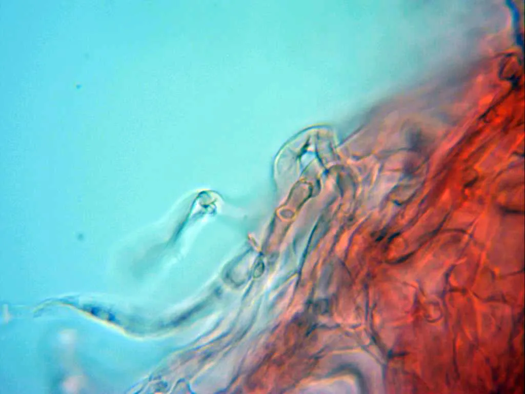 Microscopía de Neonothopanus hygrophanus - 10 - Estipitipellis x 1000 con fíbulas